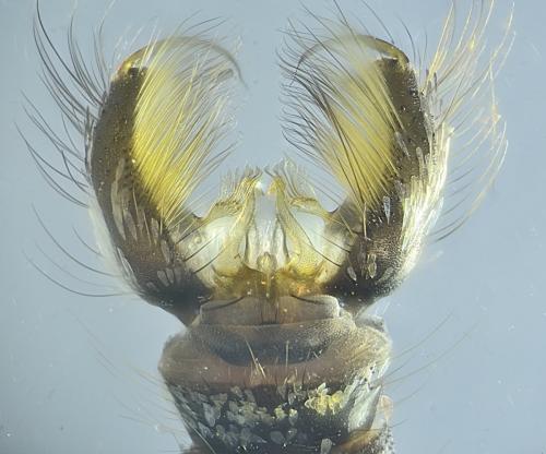 Réf. 321 247 : Aedes rusticus